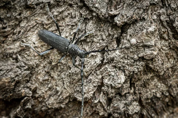 Bak Bogár Cerambyx Scopolii Cerambycidae Portréja Egy Fatörzsön Bécs Ausztria — Stock Fotó