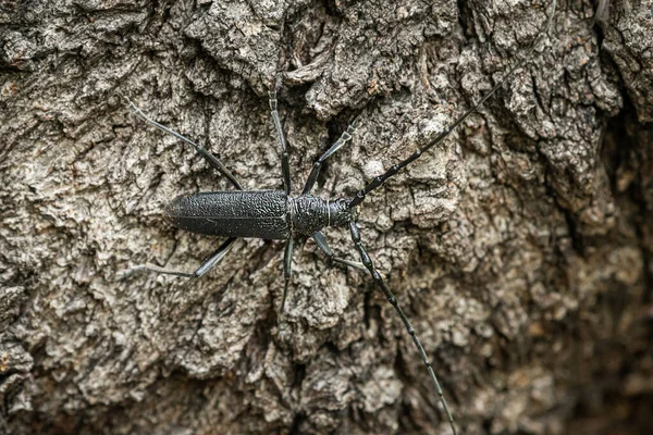 大猩猩甲虫 Cerambyx Scopolii Cerambycidae 坐在树干上的肖像 奥地利维也纳 — 图库照片
