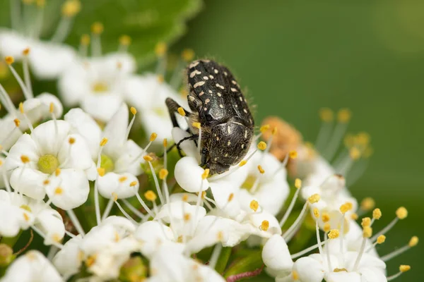 Escarabajo Rosado Manchado Blanco Oxythyrea Funesta Cetoniidae Sentado Sobre Una —  Fotos de Stock