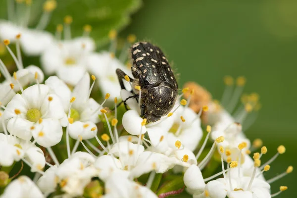 白い斑点のあるバラの甲虫 オキシリア フネスタ セトニア科 が白い花序に座っている — ストック写真