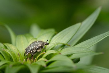 Bir bitkinin üzerinde beyaz benekli gül böceği (Oxythyrea funesta, Cetoniidae) oturmaktadır.