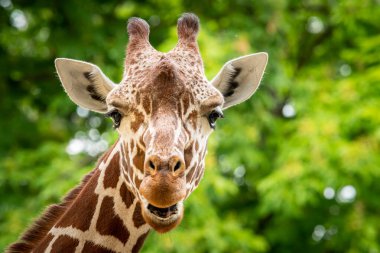 Hayvanat bahçesindeki bir zürafanın portresi, baharın güneşli bir günü.