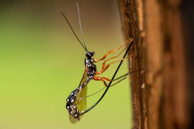Dişi bir kılıç eşekarısı (Rhyssa ikna edici, Ichneumonidae) yumurtalarını bırakmak için odunları deliyor.