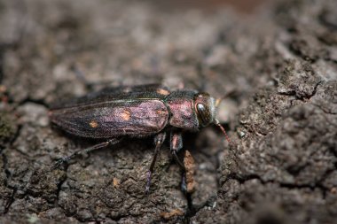 Güzel bir metalik mücevher böceği (Chrysobothris affinis, Buprestidae) yazın güneşli bir günde bir ağaçta oturmaktadır, Viyana (Avusturya))