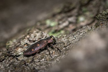 Güzel bir metalik mücevher böceği (Chrysobothris affinis, Buprestidae) yazın güneşli bir günde bir ağaçta oturmaktadır, Viyana (Avusturya))