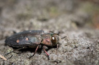 Güzel bir metalik mücevher böceği (Chrysobothris affinis, Buprestidae) yazın güneşli bir günde bir ağaçta oturmaktadır, Viyana (Avusturya))