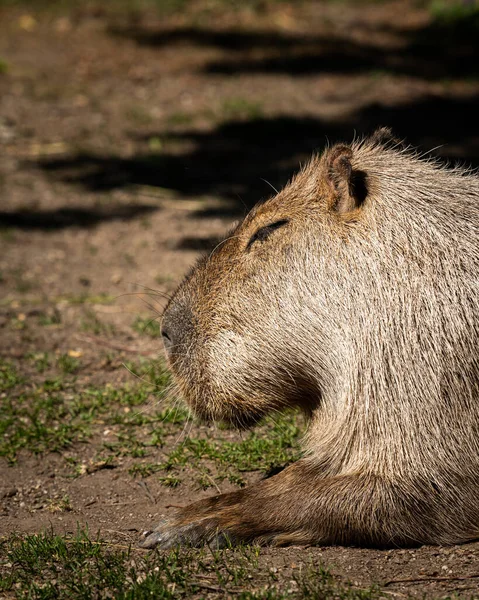 Retrato Capivara Dormindo Zoológico Dia Ensolarado Primavera — Fotografia de Stock