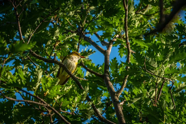 Avrasya Altın Oriole Güneşli Bir Bahar Sabahı Ağaçta Oturuyor — Stok fotoğraf