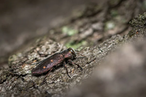 Belo Besouro Jóias Metálicas Chrysobothris Affinis Buprestidae Sentado Uma Árvore — Fotografia de Stock