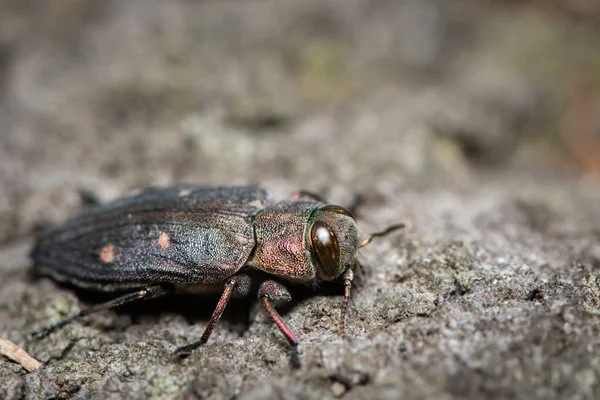 Beau Coléoptère Métallique Chrysobothris Affinis Buxodae Assis Sur Arbre Journée — Photo