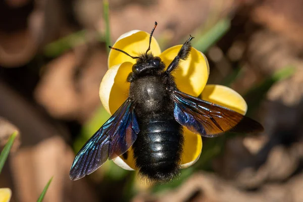 Μια Μεγάλη Αρσενική Μέλισσα Ξυλουργός Xylocopa Violacea Τρέφεται Ένα Κίτρινο — Φωτογραφία Αρχείου
