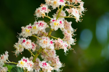 İlkbaharda bir atın çiçek açması Kestane Ağacı