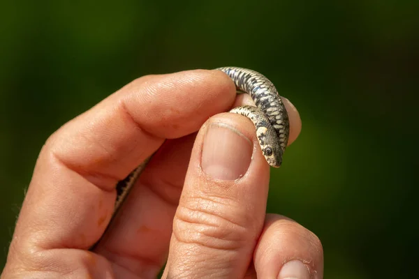 Uma Cobra Grama Muito Jovem Natrix Natrix Uma Mão Dia — Fotografia de Stock
