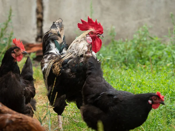 Gallo Con Pollo Aire Libre Una Granja Tirol Del Sur — Foto de Stock