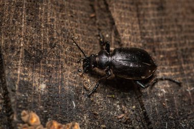 Ağaç gövdesinde bir tırtıl avcısı (Calosoma engizisyonu, Carabidae), baharda yağmurlu bir gün (Viyana, Avusturya))