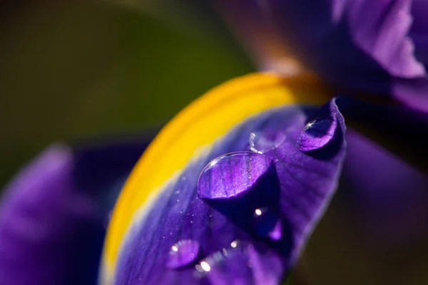 Detalle Una Flor Púrpura Amarilla Iris Con Gotas Agua Día — Foto de Stock