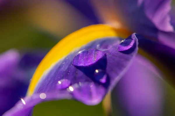Lkbaharda Yağmurlu Bir Günde Damlaları Akan Mor Sarı Bir Iris — Stok fotoğraf