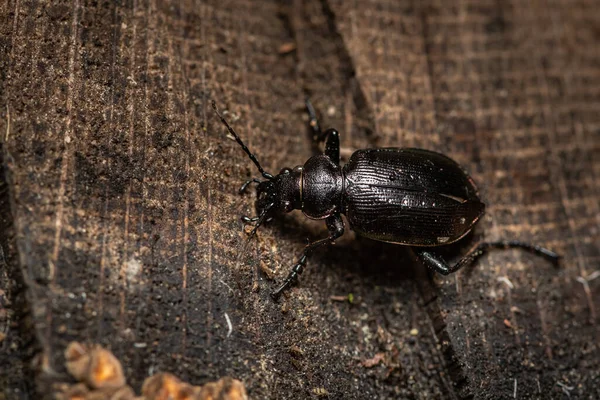 Мисливець Гусені Calosoma Inquisitor Carabidae Стовбурі Дерева Дощовий День Навесні — стокове фото