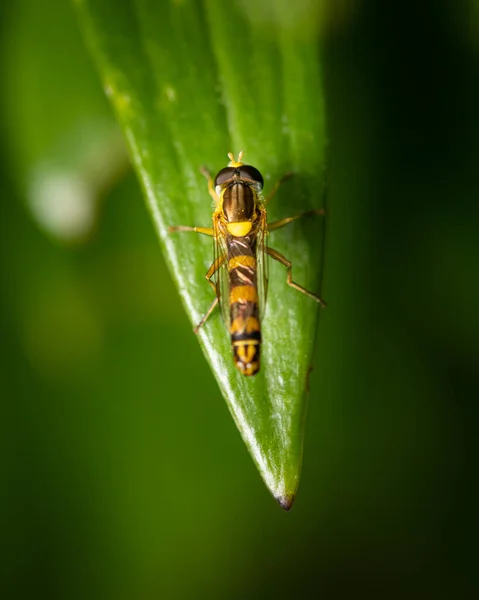 Una Mosca Voladora Larga Macho Sphaerophoria Scripta Syrphidae Descansando Sobre —  Fotos de Stock