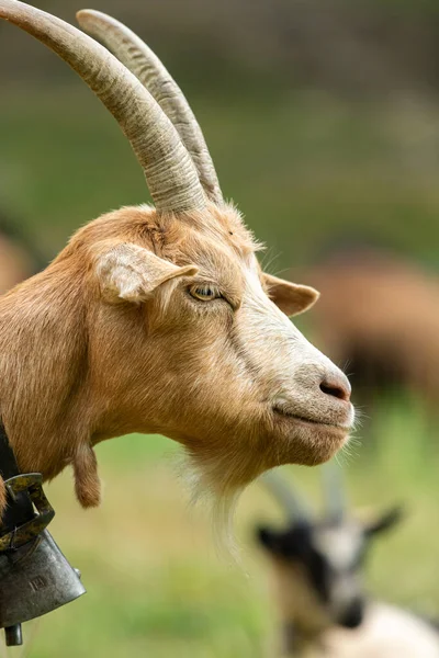 Retrato Uma Bela Cabra Marrom Fora Dia Ensolarado Verão Tirol — Fotografia de Stock