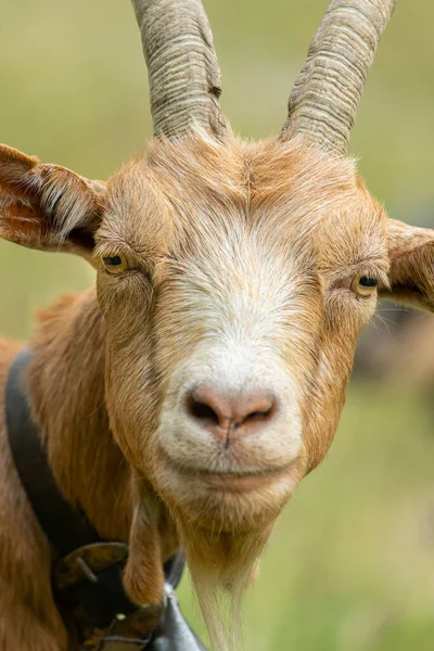 Porträt Einer Schönen Braunen Ziege Draußen Sonniger Sommertag Südtirol Italien — Stockfoto