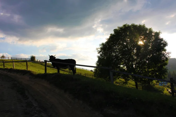 Vaca de pastoreo — Foto de Stock