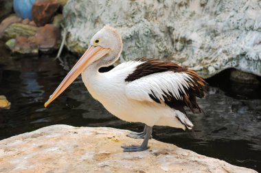 Pelikan kuşu (Pelecanus Conspicillatus)