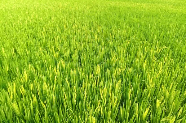 Natural rice field — Stock Photo, Image