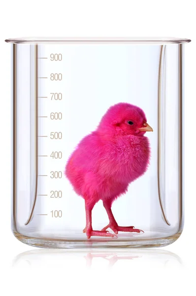 Chicken measurement testing — Stock Photo, Image