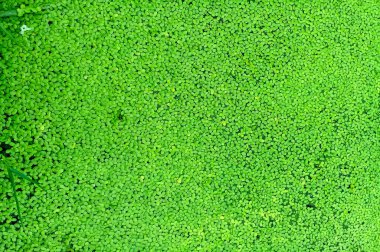 su yüzen duckweed yaprakları