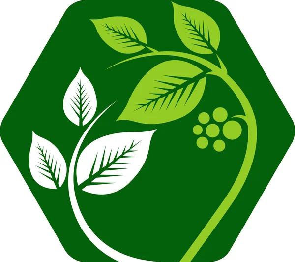 Sztuka Ilustracji Logo Liścia Sześciokąta Odosobnionym Tłem — Wektor stockowy