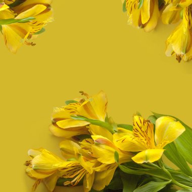 Sarı arkaplandaki Alstroemeria çiçeklerinin fotoğrafı. Bu resim tipografi, tebrik kartları ve web tasarımı için kullanılabilir..