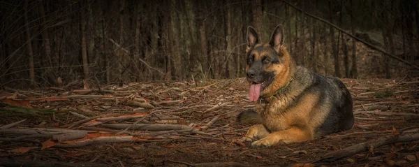 Perro pastor alemán acostado en el bosque — Foto de Stock