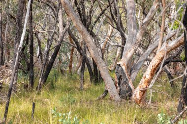 Sydney 'nin kışında açık ormanlık.