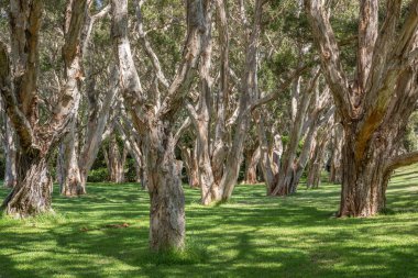 Melaleucas ağacı daha çok kağıt kabuğu ya da çay ağacı olarak bilinir..