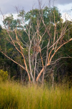 Sydney 'nin kışında açık ormanlık.