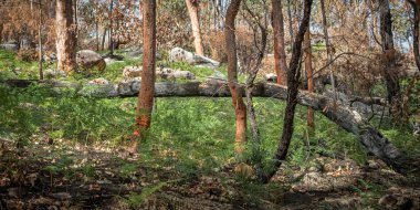 Sydney 'nin kışında açık ormanlık.