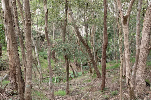 Nyílt erdő Sydney telén. — Stock Fotó