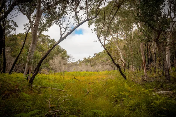 Öppen skog i Sydneys vinter. — Stockfoto