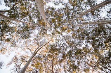 Eukalyptus orman ararken