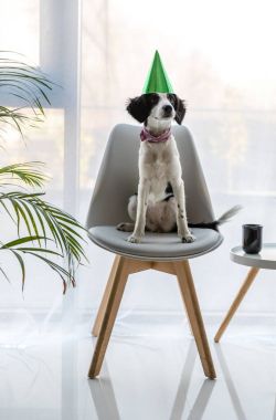 sandalyede oturan parti koni şirin köpek yavrusu