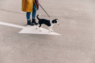 köpek yavrusu ile birlikte sokakta yürüyen kadın kırpılmış atış