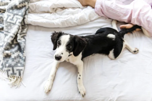ベッドの上に横たわる愛らしい黒と白の子犬のオーバー ヘッド ビュー — ストック写真