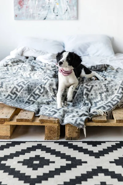 Filhote Cachorro Com Decote Rosa Deitado Cama — Fotografia de Stock