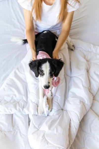 Selective Focus Little Puppy Lying Together Woman Bed Home Stock Image