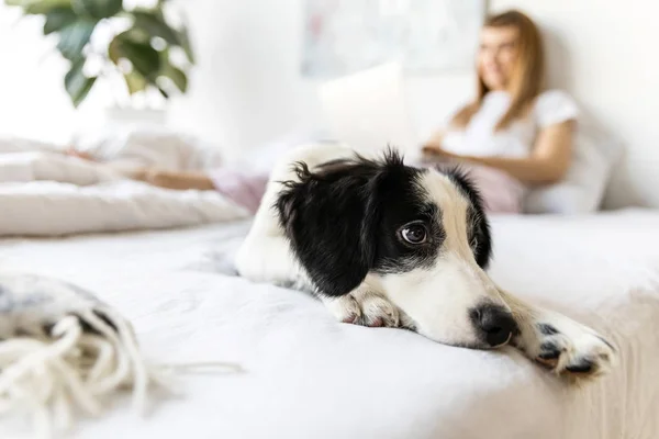 Selective Focus Cute Little Puppy Lying Bed Stock Photo