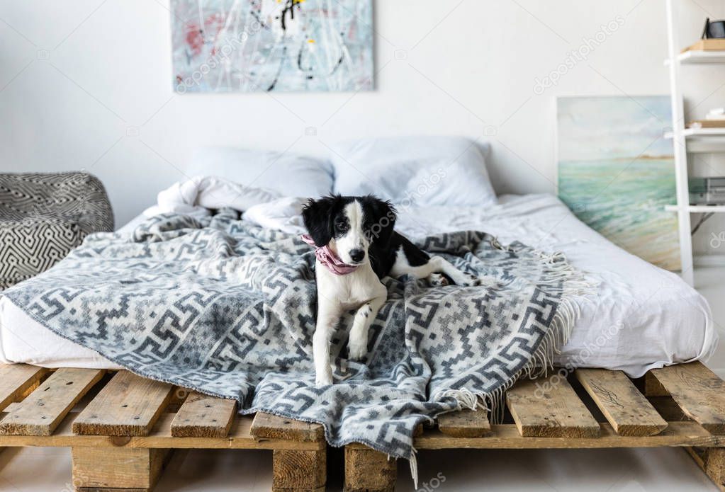 little puppy with pink neckpiece lying on bed