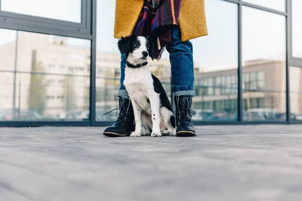 Selektiv Fokus För Liten Valp Sitter Nära Kvinna Gatan — Stockfoto