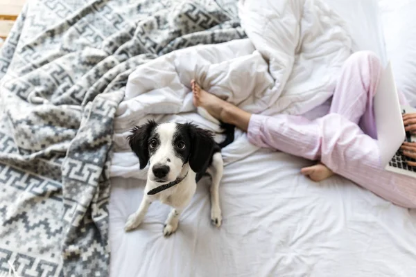 Селективное внимание милый черно-белый щенок сидит на кровати рядом с женщиной с ноутбуком — стоковое фото