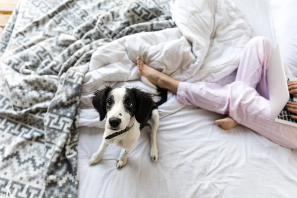 Foco seletivo de filhote de cachorro bonito preto e branco sentado na cama perto da mulher com laptop — Fotografia de Stock